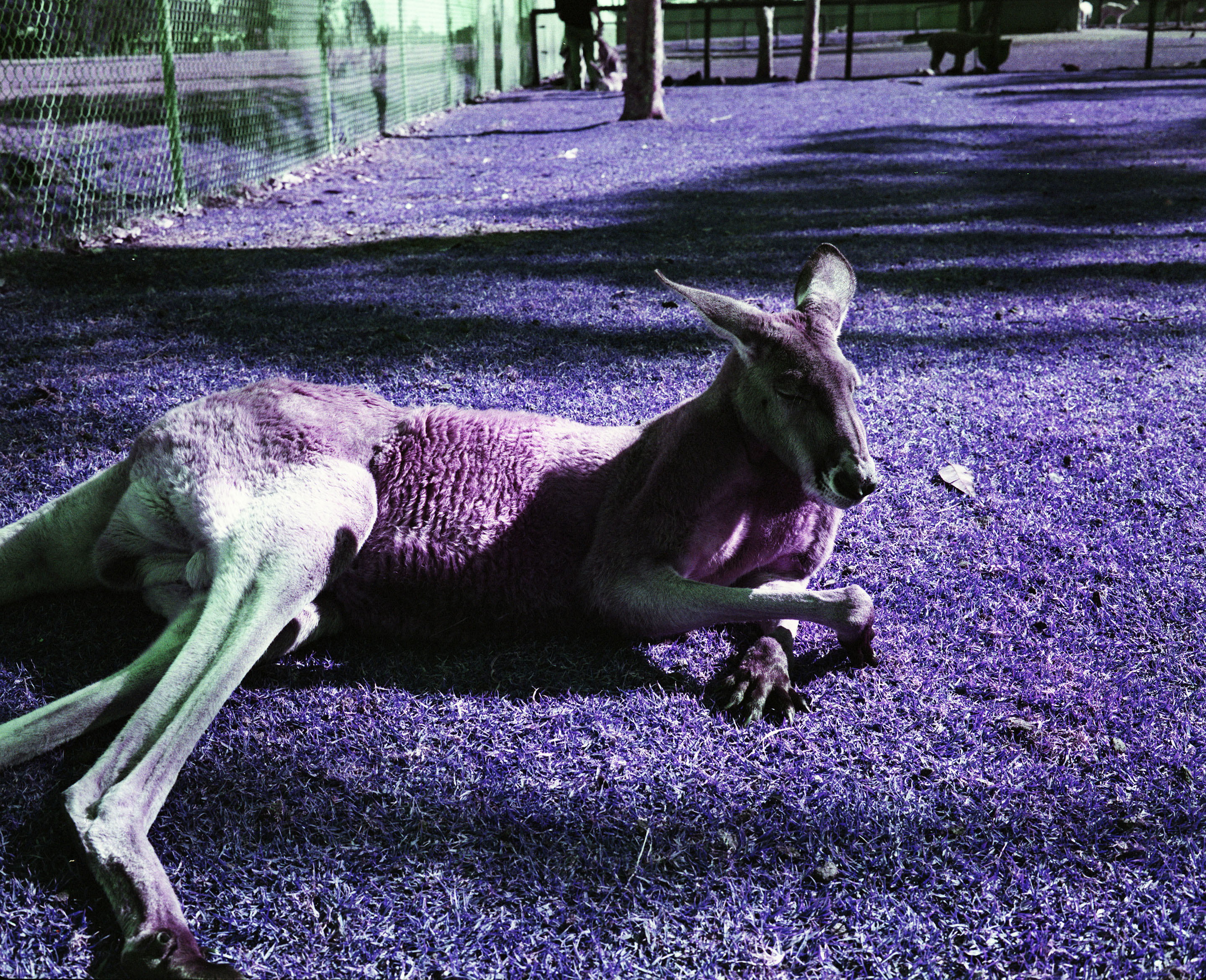 img/1807-australia-newcastle-lomochromepurple-makina67/tat-tso-1807-australia-newcastle-lomochromepurple-makina67-01.jpg