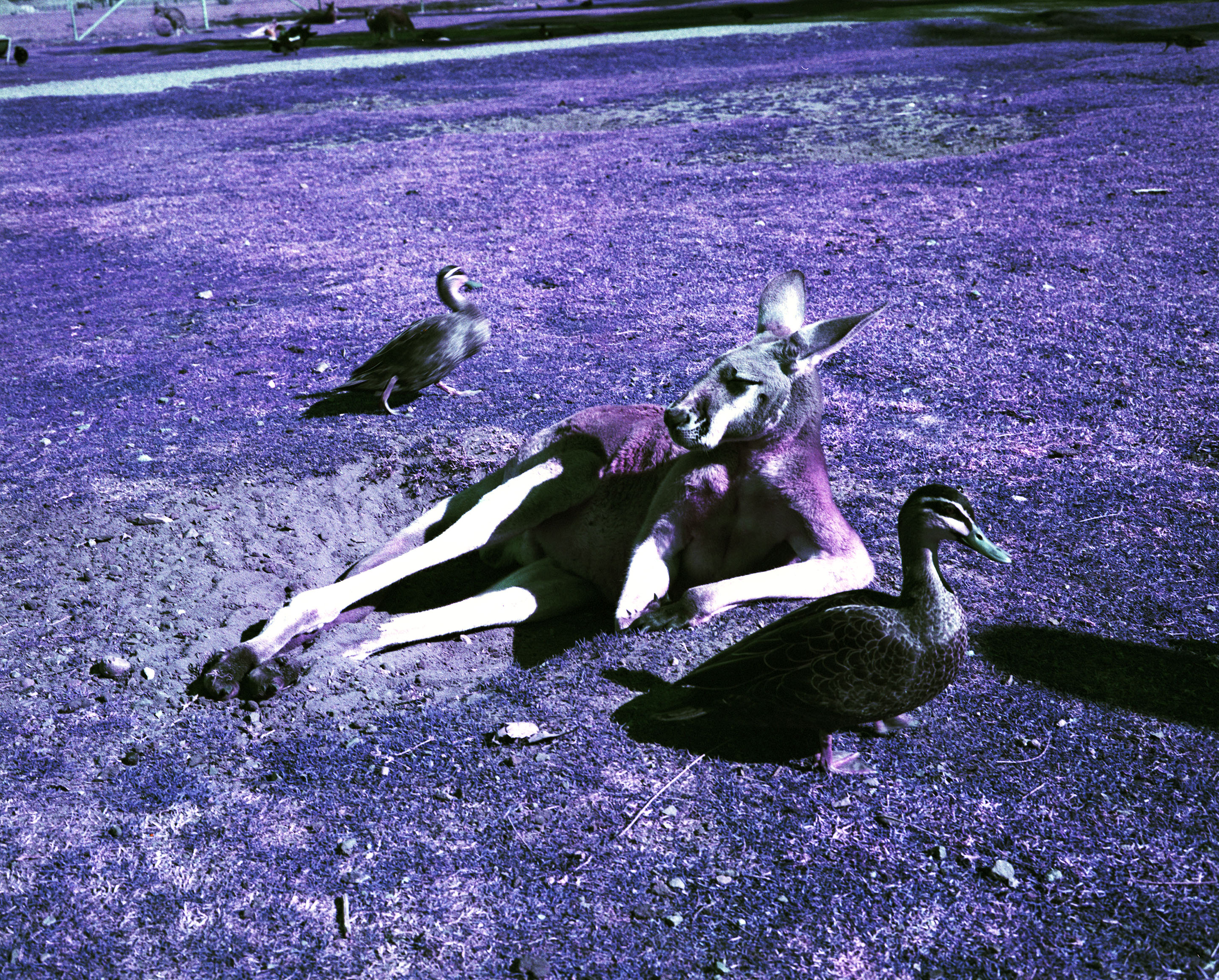 img/1807-australia-newcastle-lomochromepurple-makina67/tat-tso-1807-australia-newcastle-lomochromepurple-makina67-02.jpg