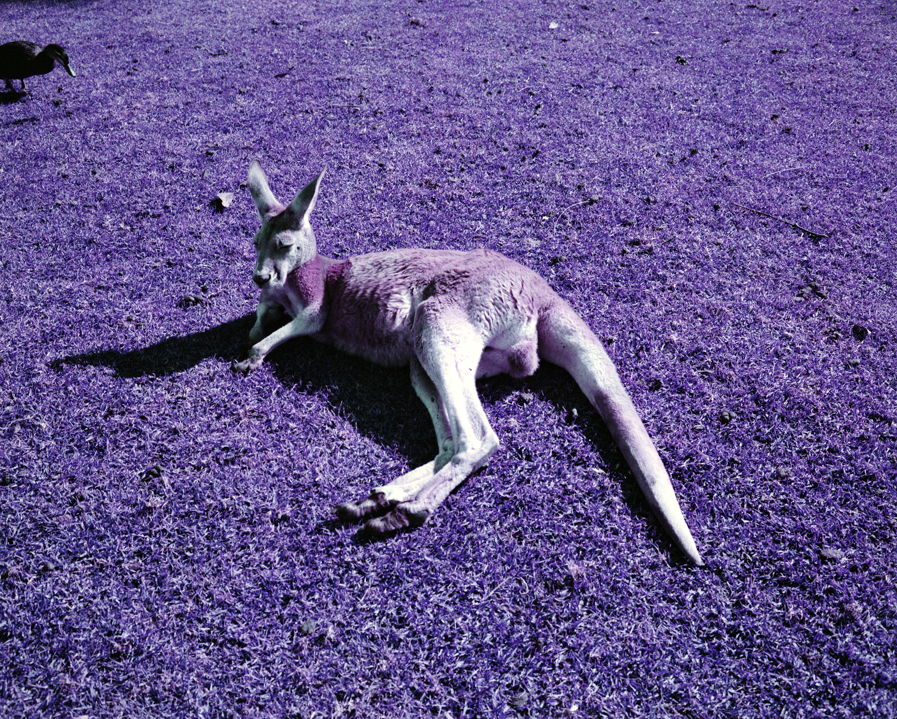 img/1807-australia-newcastle-lomochromepurple-makina67/tat-tso-1807-australia-newcastle-lomochromepurple-makina67-03.jpg