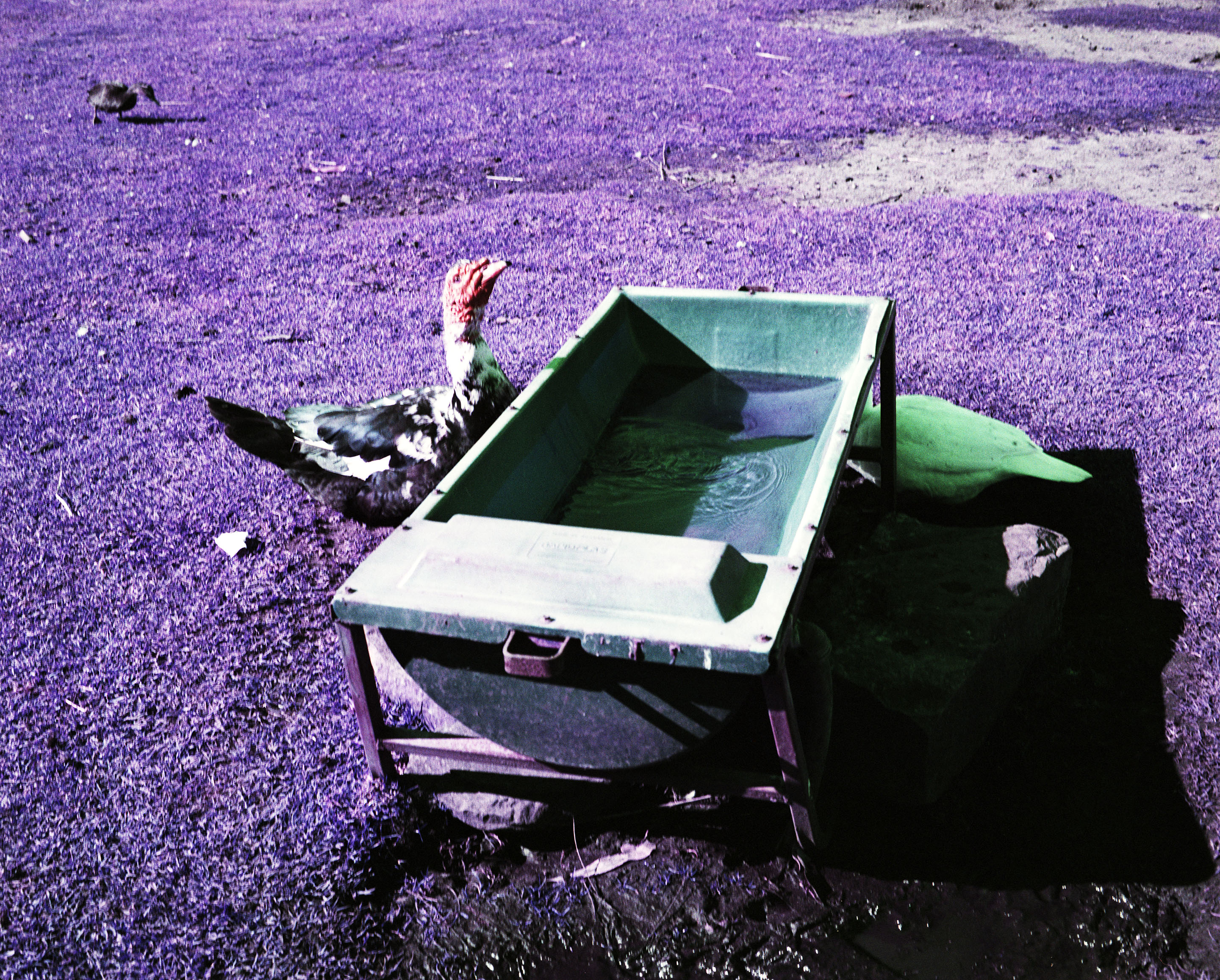 img/1807-australia-newcastle-lomochromepurple-makina67/tat-tso-1807-australia-newcastle-lomochromepurple-makina67-04.jpg