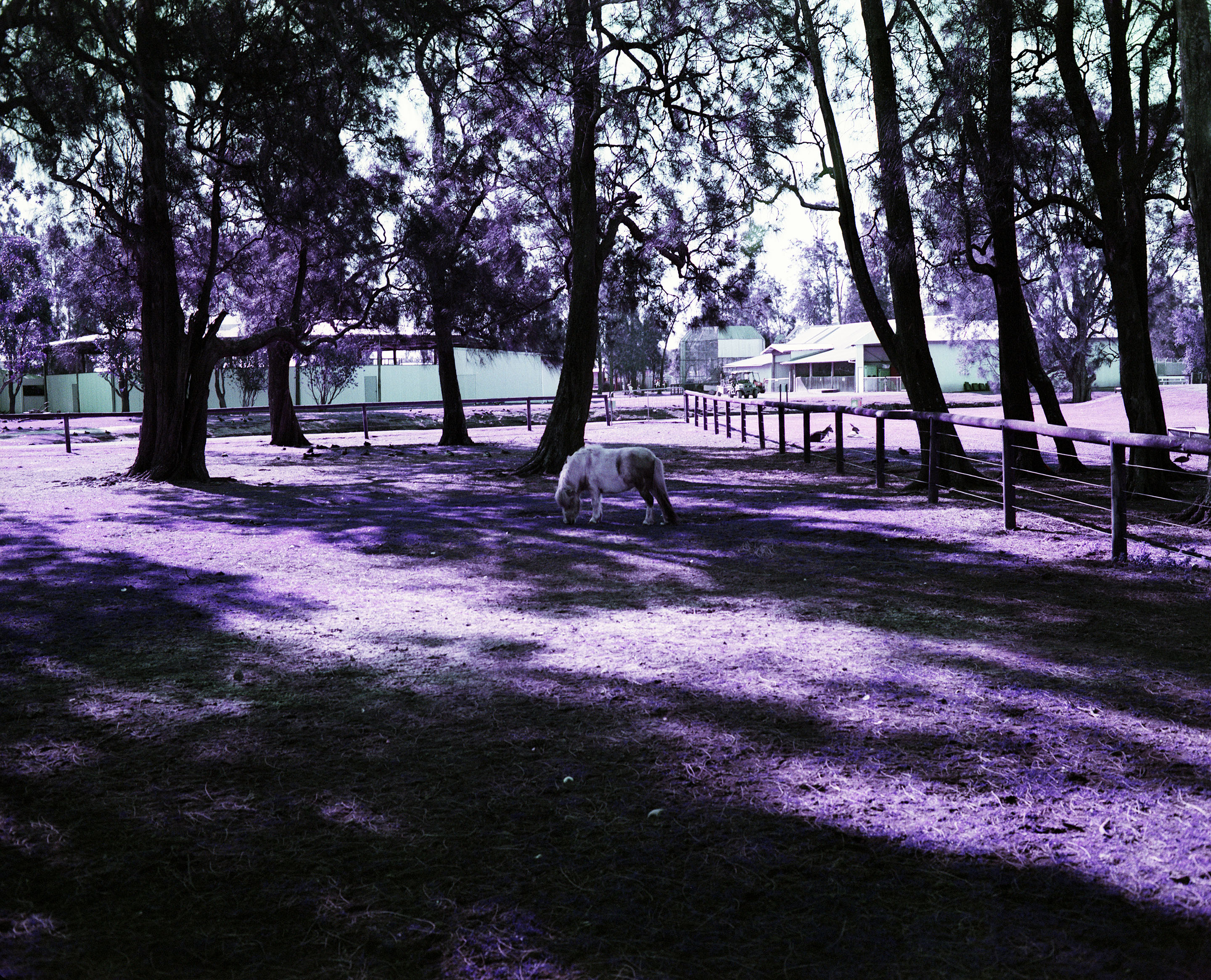 img/1807-australia-newcastle-lomochromepurple-makina67/tat-tso-1807-australia-newcastle-lomochromepurple-makina67-05.jpg