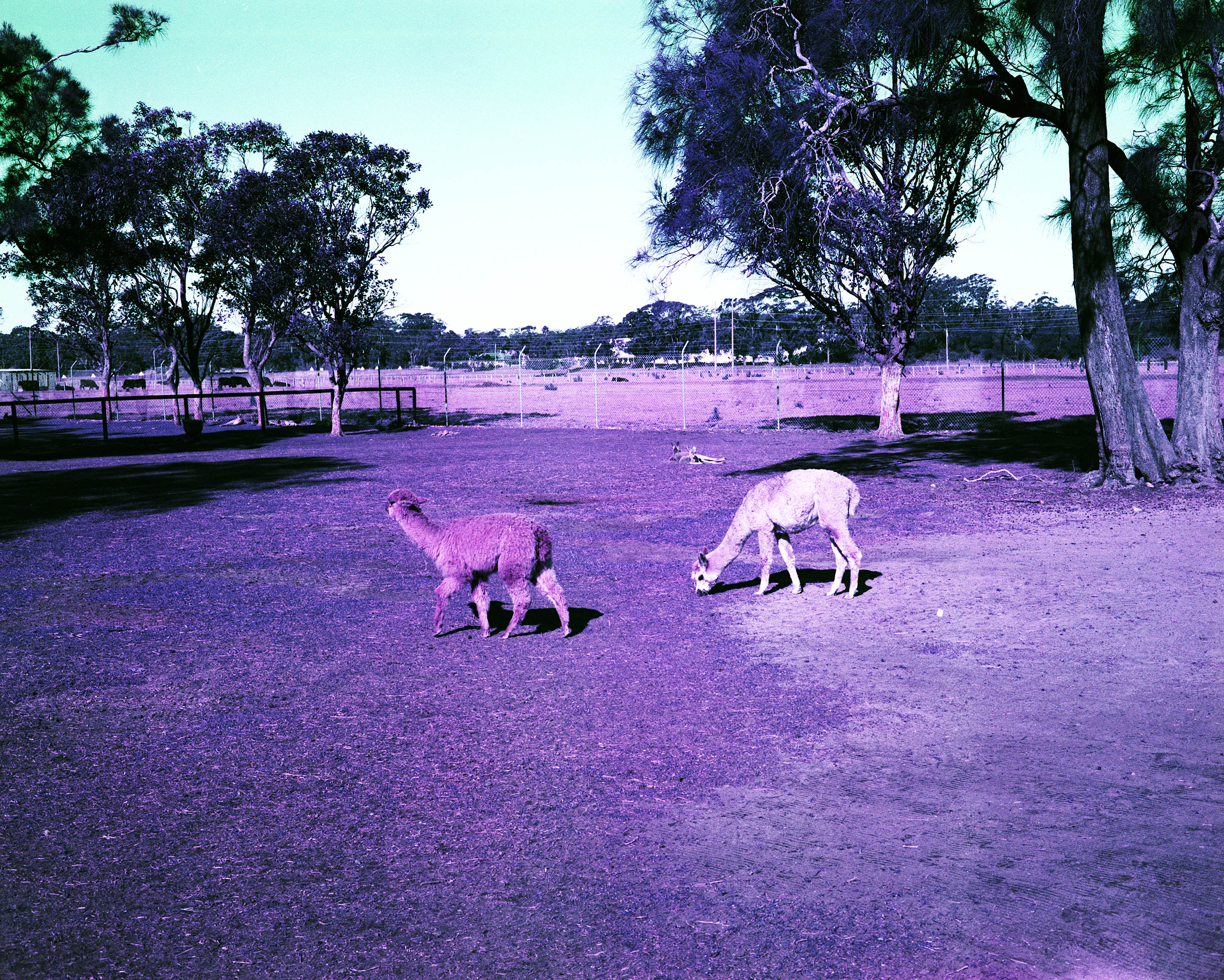 img/1807-australia-newcastle-lomochromepurple-makina67/tat-tso-1807-australia-newcastle-lomochromepurple-makina67-06.jpg