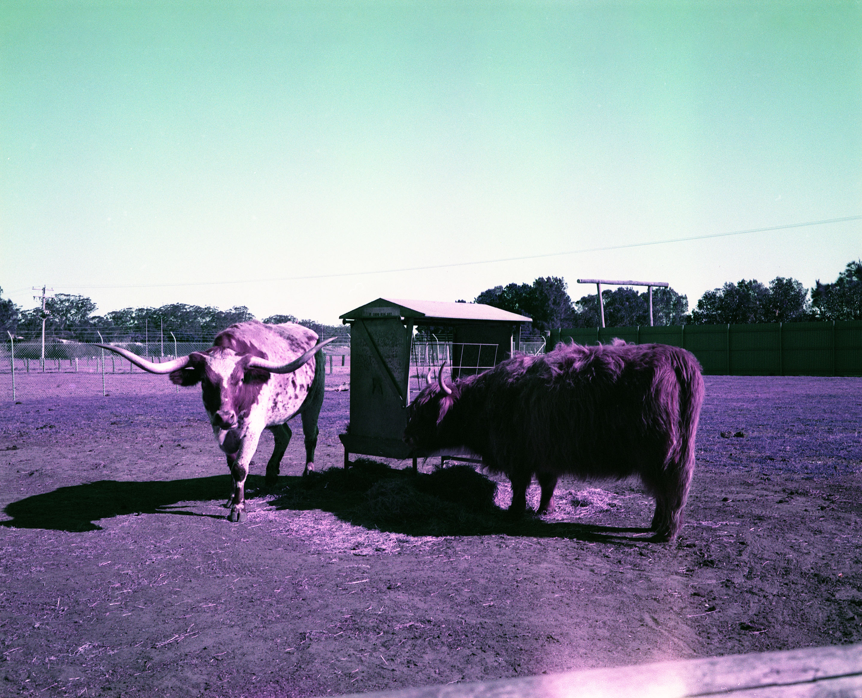 img/1807-australia-newcastle-lomochromepurple-makina67/tat-tso-1807-australia-newcastle-lomochromepurple-makina67-07.jpg