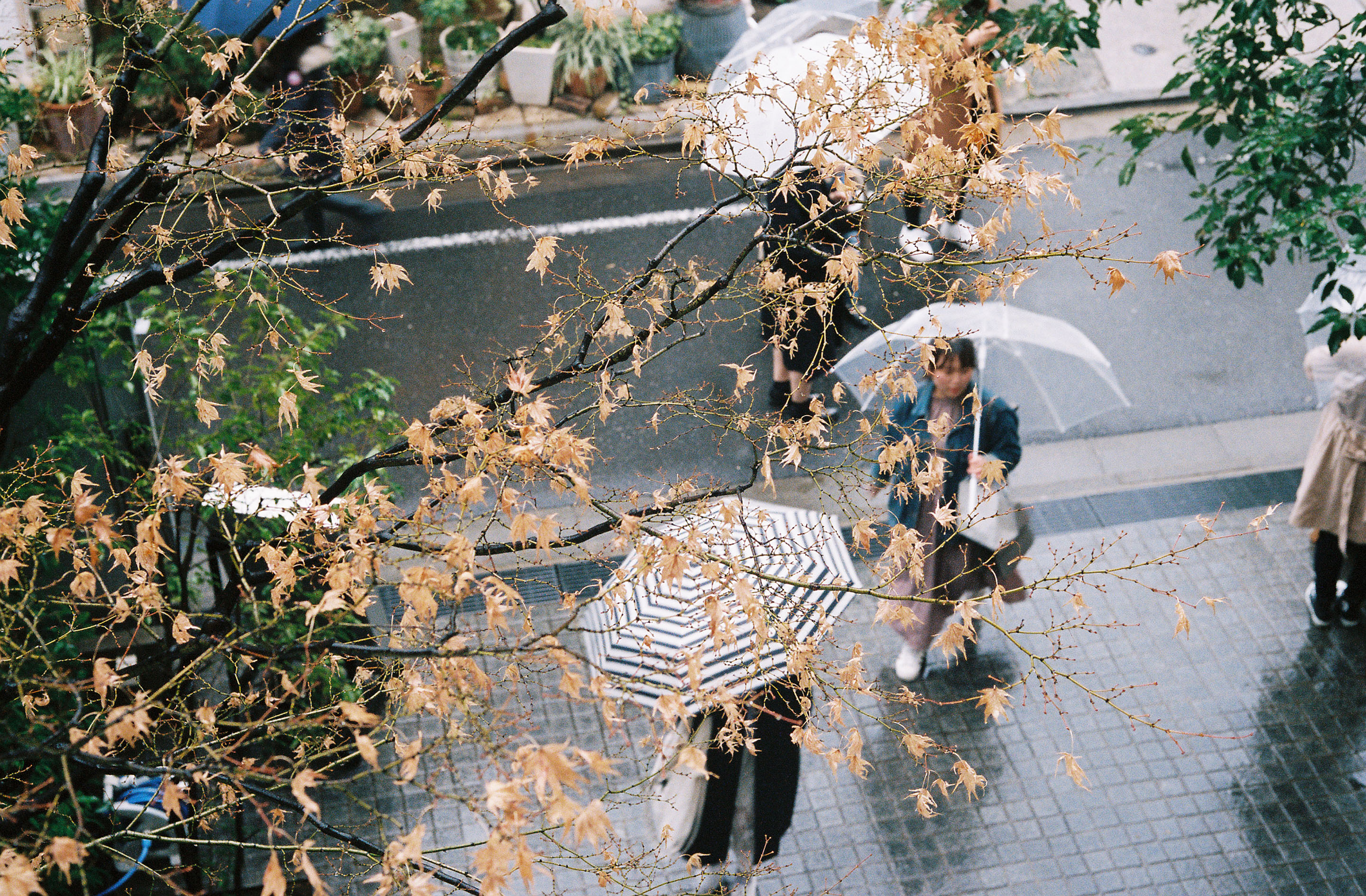 img/1903-japan-tokyo-cpplus-2019-leicam2-autoboyd5-contaxt3-kodak-portra/tat-tso-1903-japan-tokyo-cpplus-2019-leicam2-autoboyd5-contaxt3-kodak-portra-26.jpg