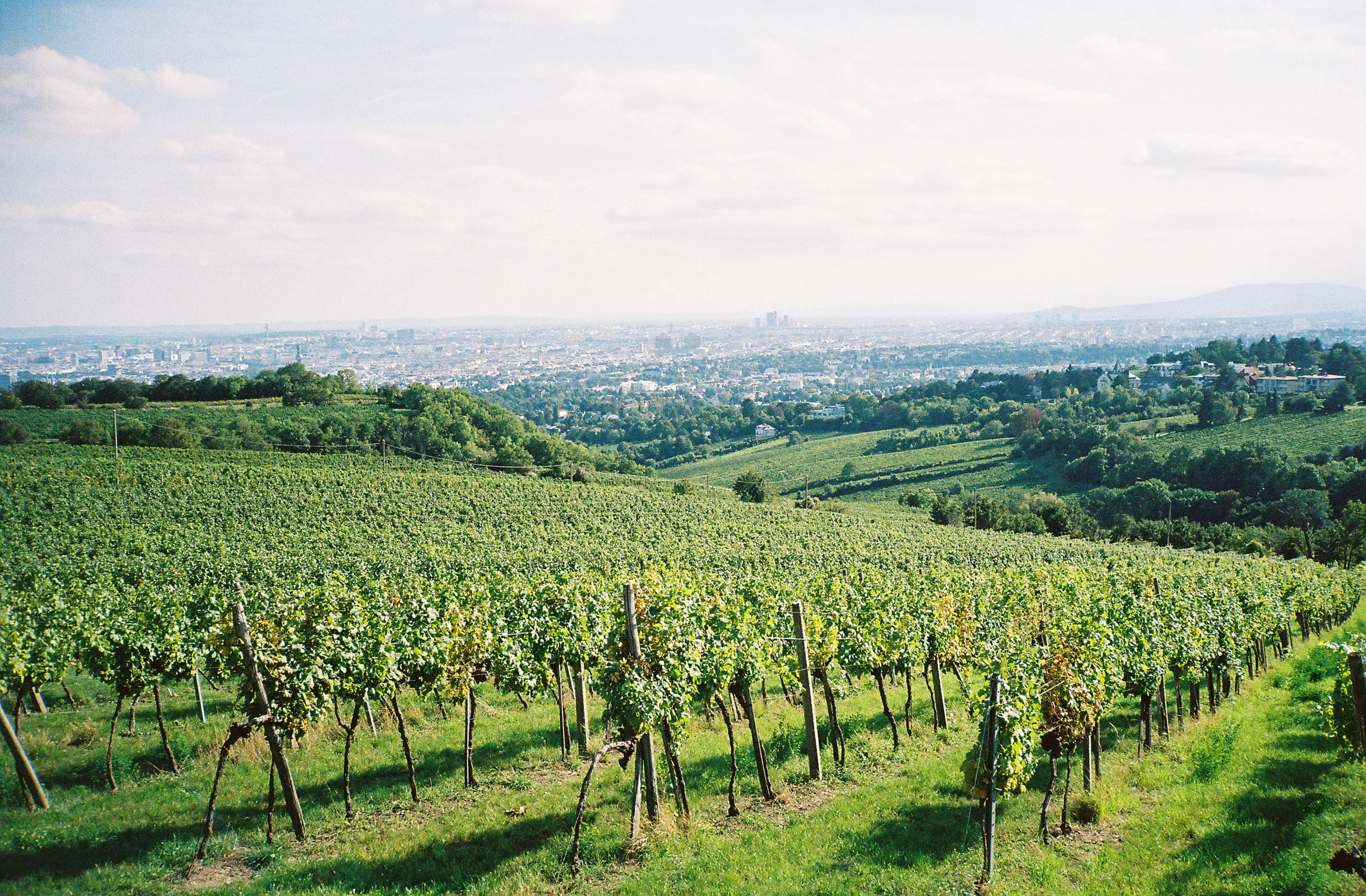 img/1909-austria-vienna-kahlenberg-walk-contaxt2-lomography-400cn/tat-tso-1909-austria-vienna-kahlenberg-walk-contaxt2-lomography-400cn-05.jpg