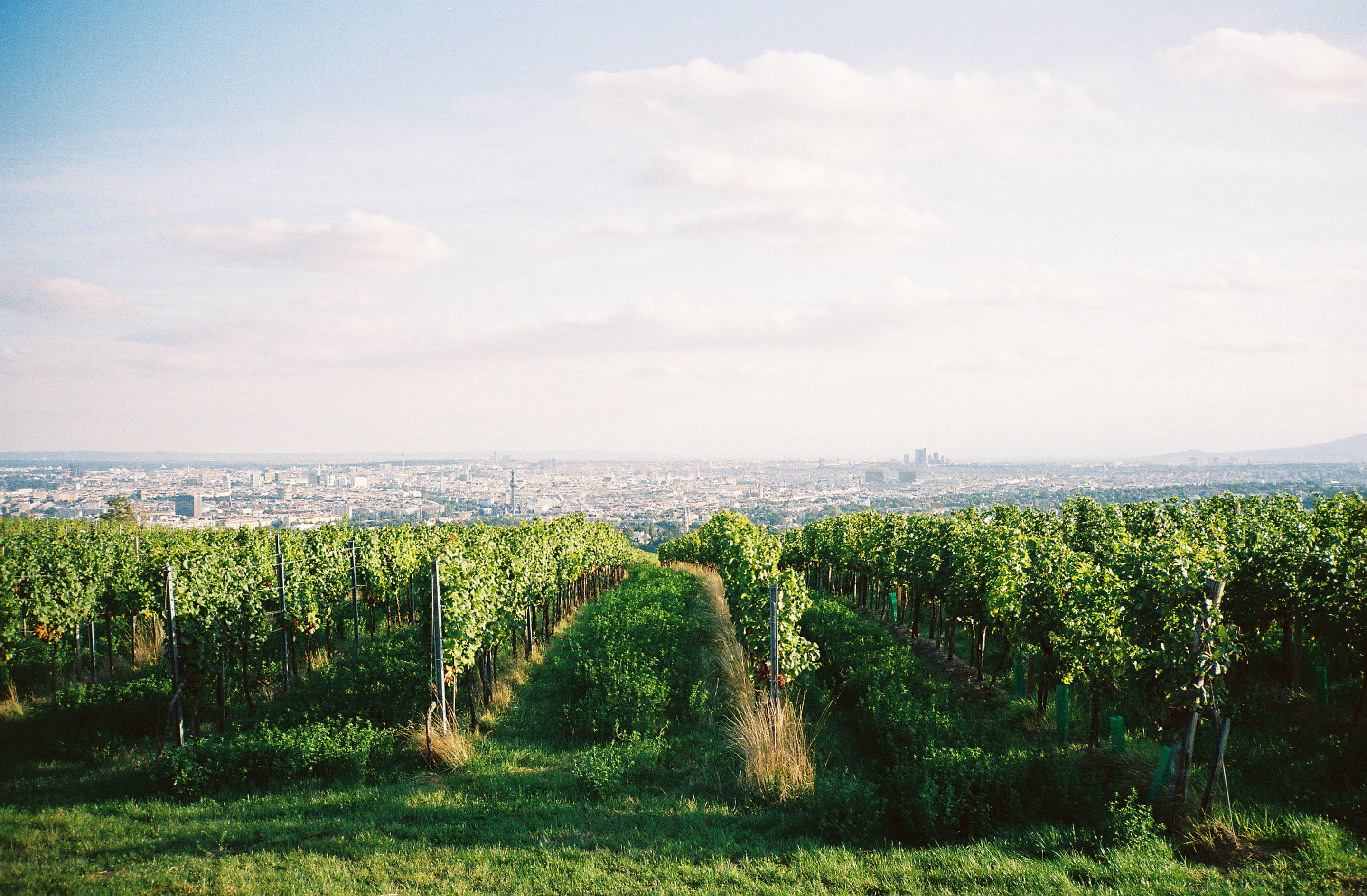 img/1909-austria-vienna-kahlenberg-walk-contaxt2-lomography-400cn/tat-tso-1909-austria-vienna-kahlenberg-walk-contaxt2-lomography-400cn-14.jpg