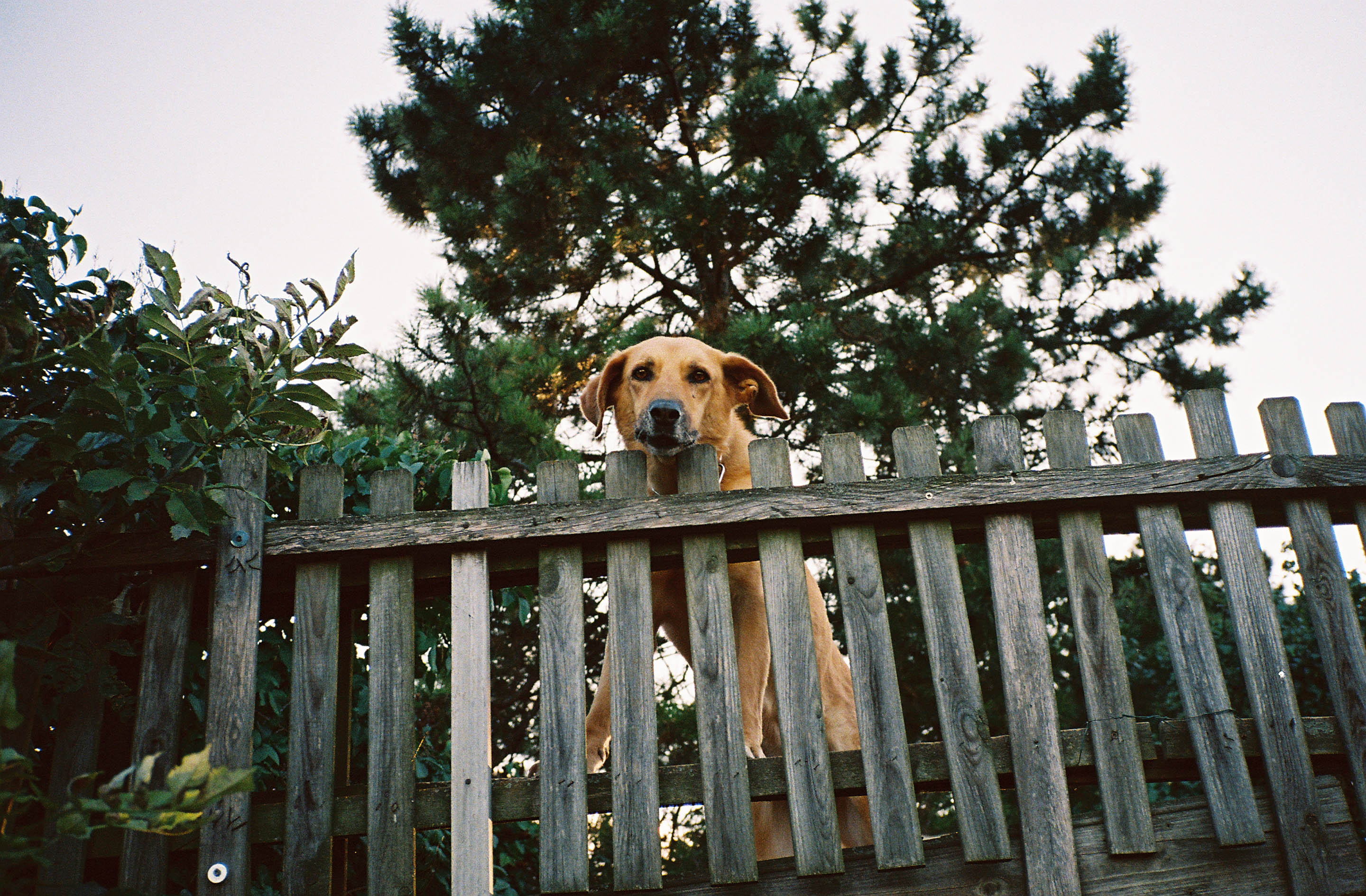 img/1909-austria-vienna-kahlenberg-walk-contaxt2-lomography-400cn/tat-tso-1909-austria-vienna-kahlenberg-walk-contaxt2-lomography-400cn-22.jpg