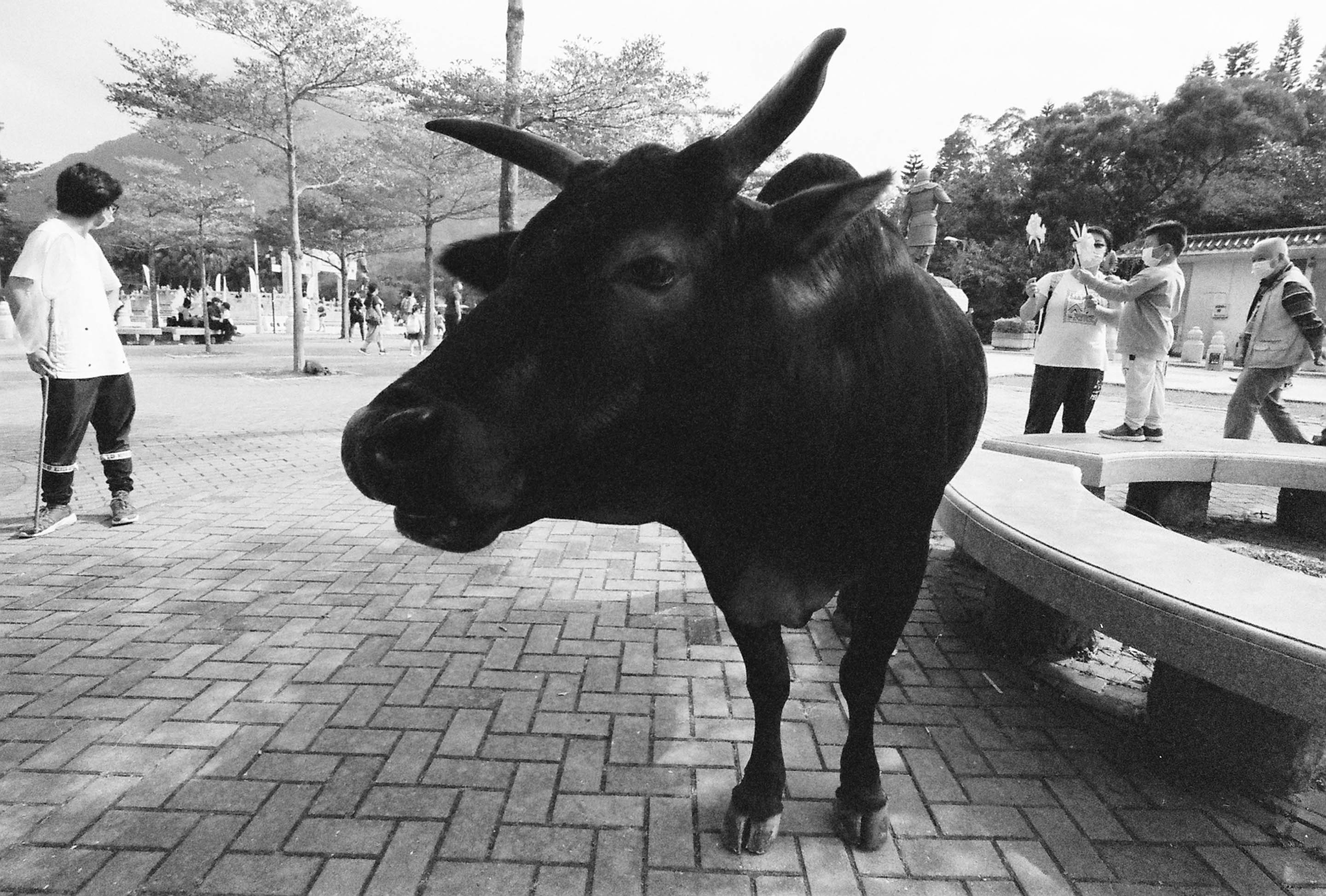 img/2112-hongkong-december-castle-peak-road-ngongping360-leicam2-atoll-kodaktrix400/tat-tso-2112-hongkong-december-castle-peak-road-ngongping360-leicam2-atoll-kodaktrix400-18.jpg